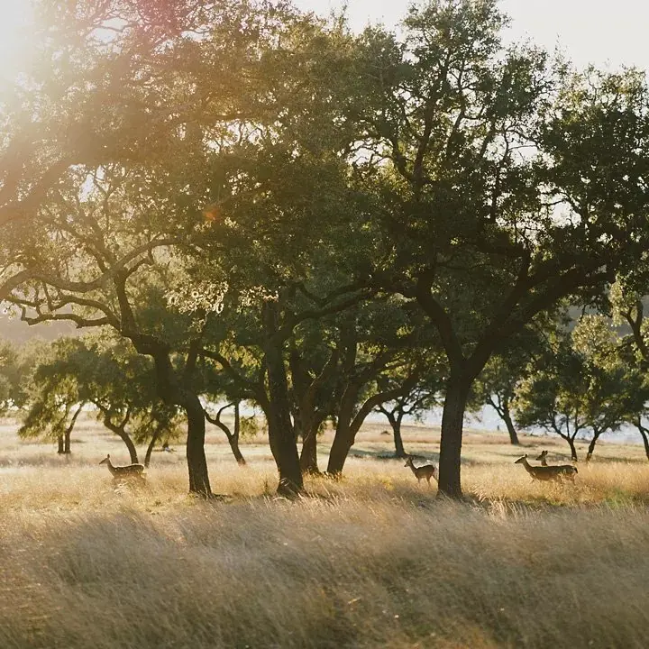 a dental implants dentist in Canyon Lake